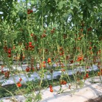 181029　越川克男 (15)